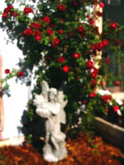 garden1.jpg